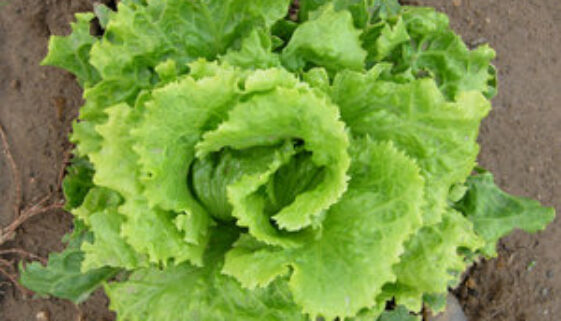 lettuce