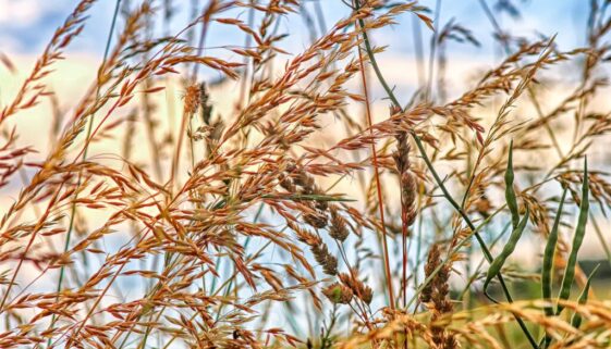 Grass nature-3483473_1920