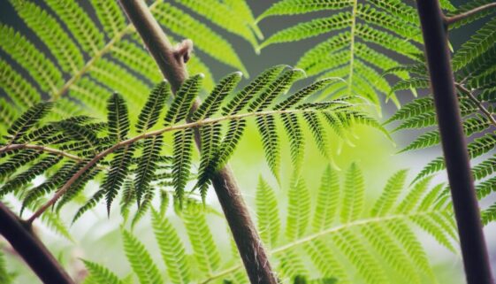 Green fern-828933_1920