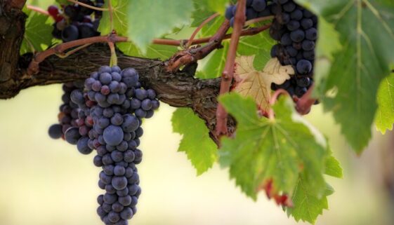 grapes parable fruit-3215625_1920