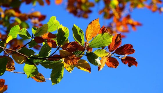 fall-foliage-2822593_1920