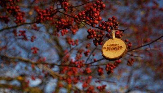 Noel berries shannon-henriksen-LZLn0cKsy_k-unsplash