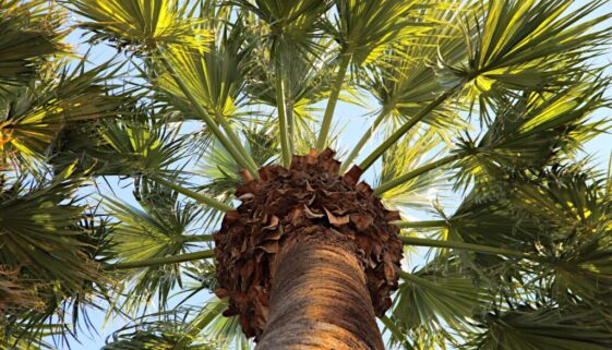 palm-sunday-5051249_1920