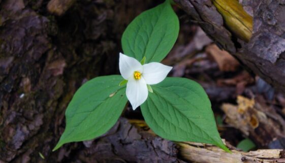 trillium-6279861_1920